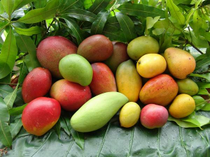 La mangue  Cultures sucre